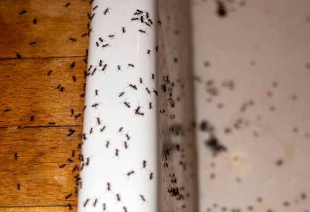 Best Best Pest Control Companies  in East Williston, NY